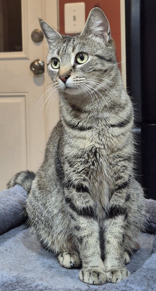 GABBY - Domestic Short Hair available for adoption