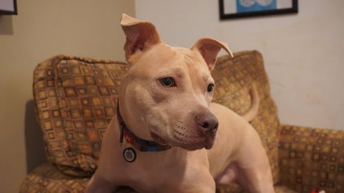 ARYA -FOSTER HOME NEEDED - Staffordshire Bull Terrier available for adoption