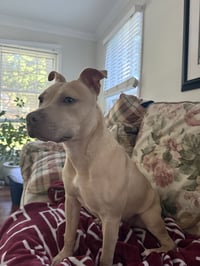 Arya -FOSTER HOME NEEDED - Photo 3