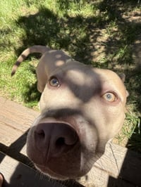 Arya -FOSTER HOME NEEDED - Photo 4