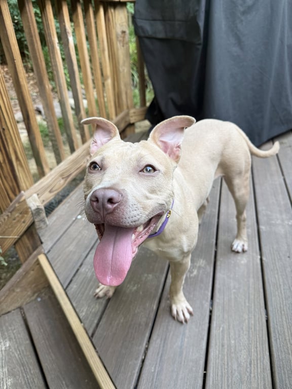 Arya -FOSTER HOME NEEDED Image