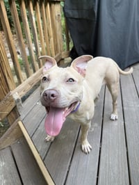 Arya -FOSTER HOME NEEDED - Photo 1