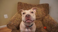 Arya -FOSTER HOME NEEDED - Photo 4