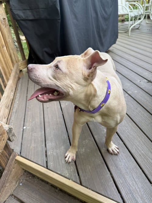 ARYA -FOSTER HOME NEEDED - Staffordshire Bull Terrier available for adoption