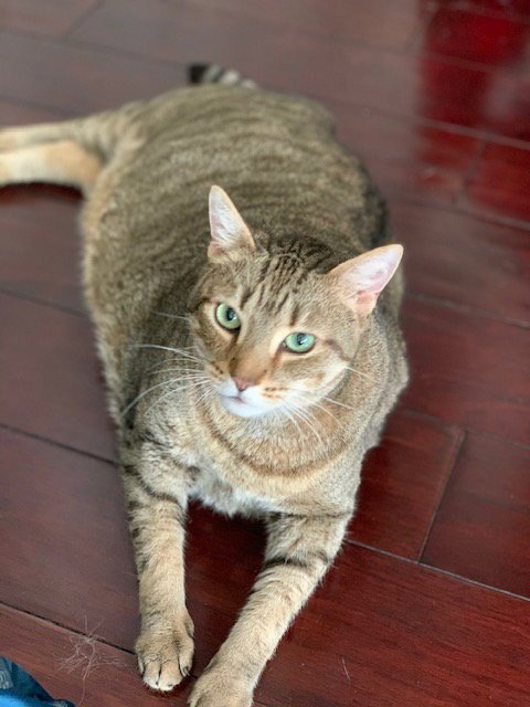 UMA - Domestic Short Hair available for adoption