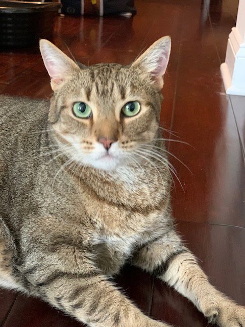 UMA - Domestic Short Hair available for adoption