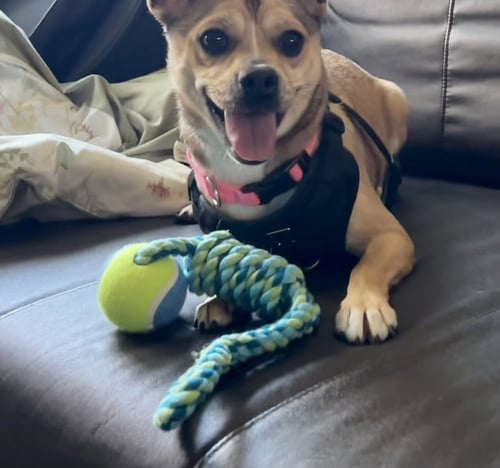 ANNIE FOSTER HOME NEEDED - Chihuahua / Pug available for adoption