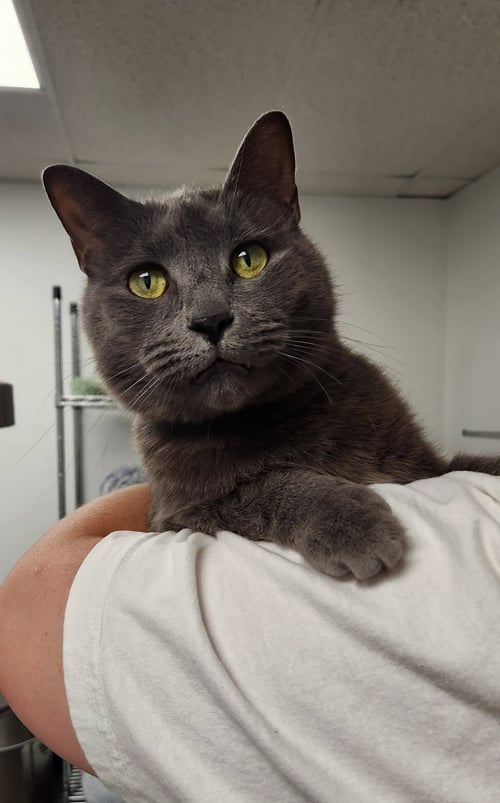 BABY - Domestic Short Hair available for adoption