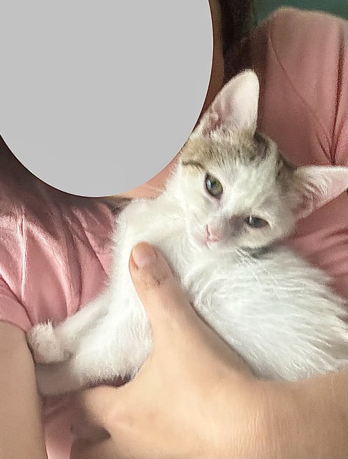 MOCHI - Domestic Short Hair available for adoption