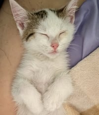 Mochi - Photo 2
