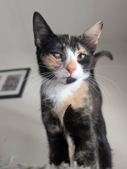 RAINBOW BRITE - Domestic Short Hair available for adoption