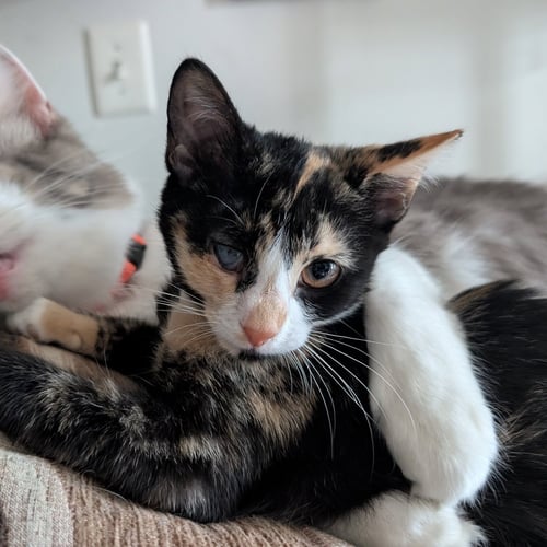 RAINBOW BRITE - Domestic Short Hair available for adoption