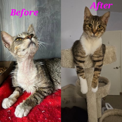 LAZARUS - Domestic Short Hair available for adoption