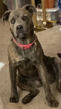 Ruby - Photo 4