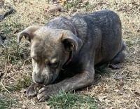 Ruby - Photo 6