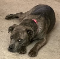 Ruby - Photo 9