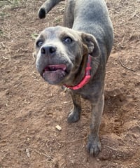Ruby - Photo 7