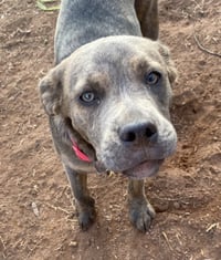 Ruby - Photo 2