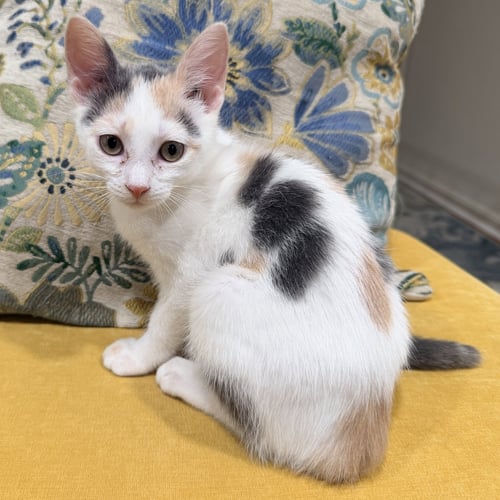 BUFFY - Domestic Short Hair available for adoption