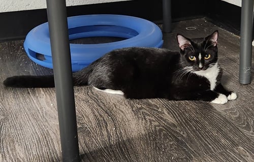 TAYA - Domestic Short Hair available for adoption