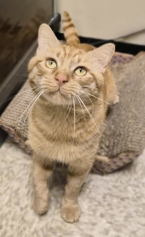 MAC - Domestic Short Hair available for adoption