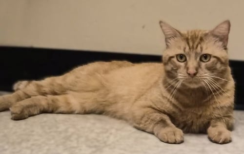 MAC - Domestic Short Hair available for adoption