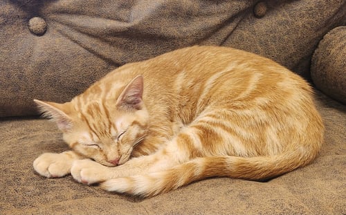 BROOKS - Domestic Short Hair available for adoption