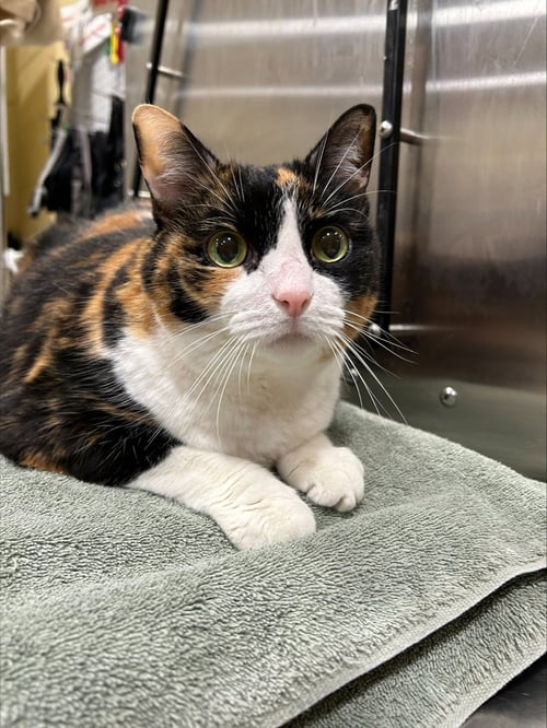 CALI - Domestic Short Hair available for adoption