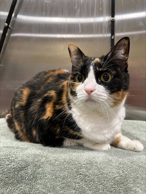 CALI - Domestic Short Hair available for adoption