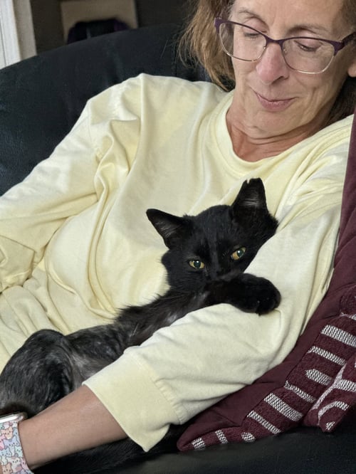 BLACKBERRY - Domestic Short Hair available for adoption