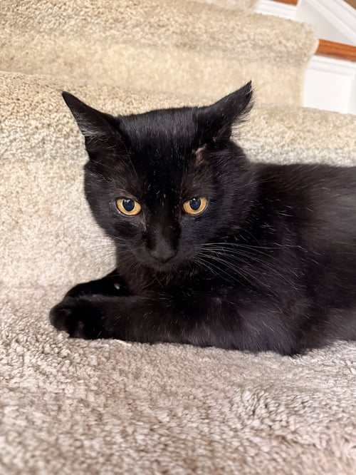 BLACKBERRY - Domestic Short Hair available for adoption