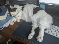 Oreo - Photo 6