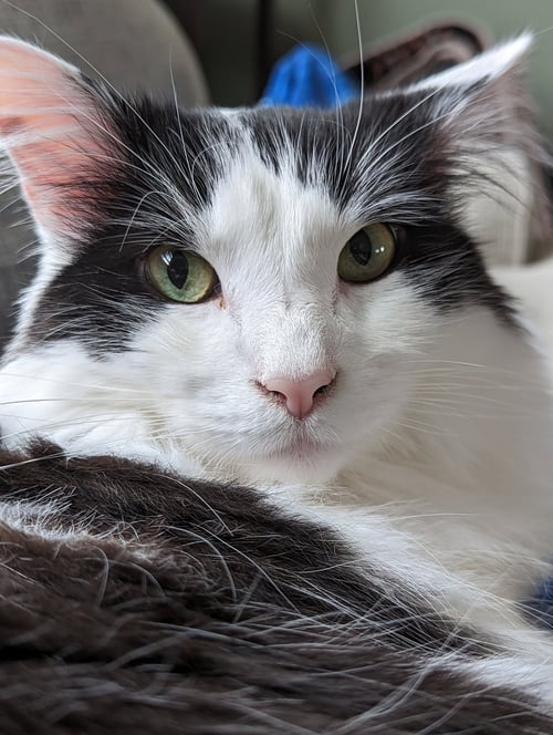 OREO - Maine Coon available for adoption