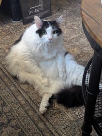 Oreo - Photo 5