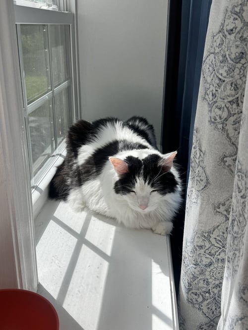 OREO - Maine Coon available for adoption