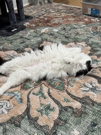 Oreo - Photo 4
