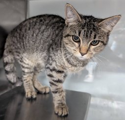 RILEY - Domestic Short Hair available for adoption