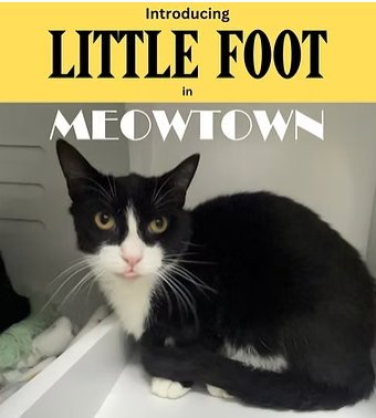 LITTLE FOOT - Domestic Short Hair available for adoption