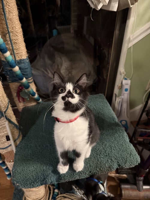 NYAMI (NED) - Domestic Short Hair available for adoption