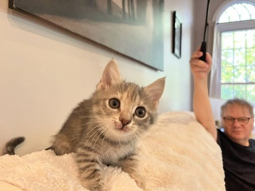 ASPEN - Domestic Short Hair available for adoption