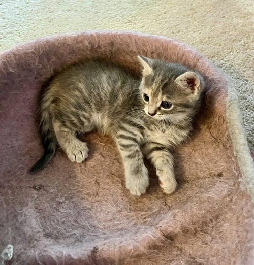 ASPEN - Domestic Short Hair available for adoption