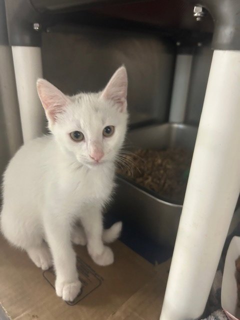 SNOWMAN - Domestic Short Hair available for adoption