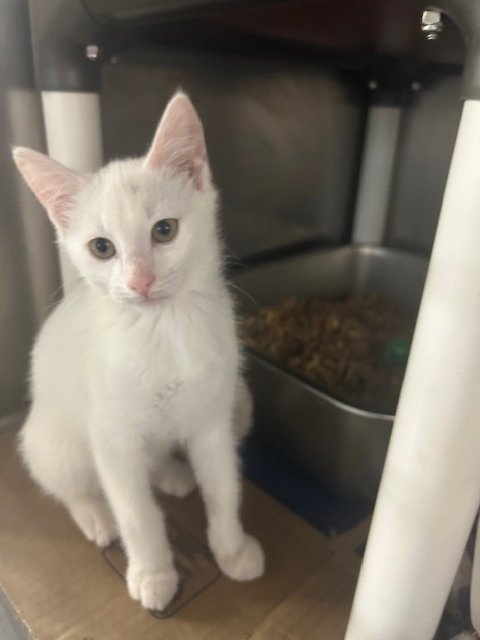 SNOWMAN - Domestic Short Hair available for adoption