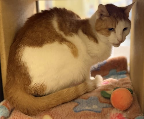 ZION - Domestic Short Hair available for adoption
