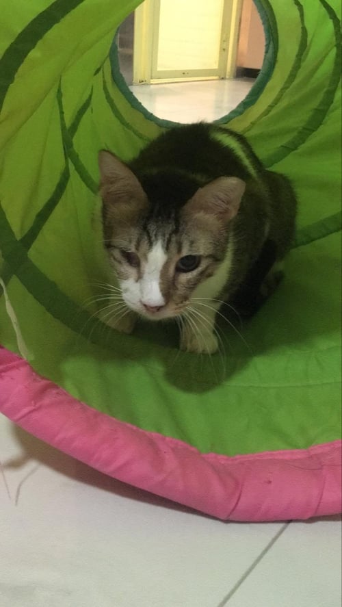LEO - Domestic Short Hair available for adoption