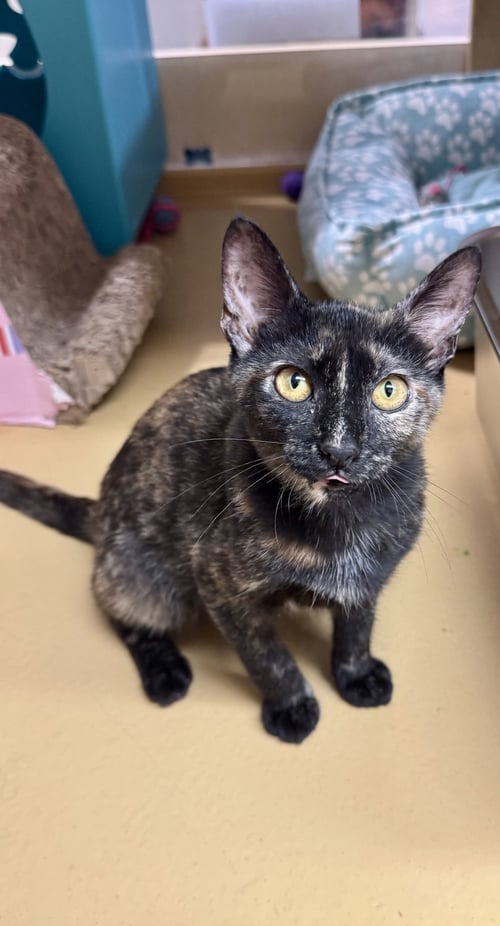 DIAMOND - Domestic Short Hair available for adoption