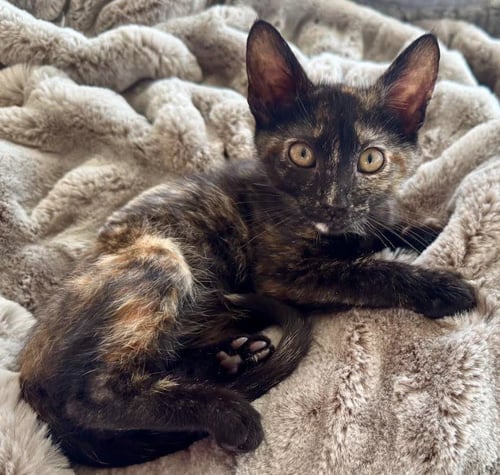 DIAMOND - Domestic Short Hair available for adoption