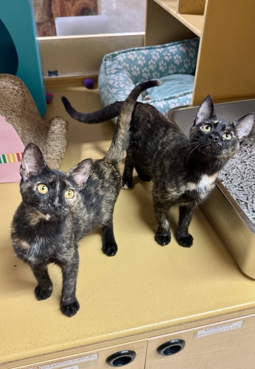 DIAMOND & OPAL BONDED - Domestic Short Hair available for adoption