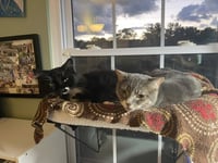 Pico & Nano *BONDED* - Photo 1