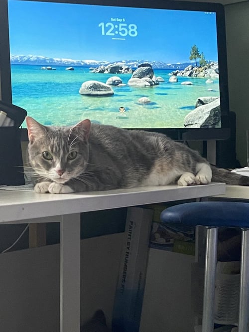 PICO & NANO *BONDED* - Domestic Medium Hair available for adoption